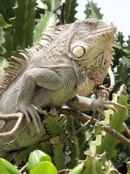 Bonaire